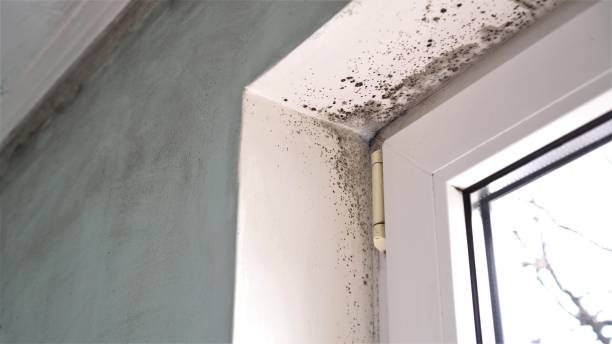 Best HVAC Mold Remediation in Fairfax Station, VA