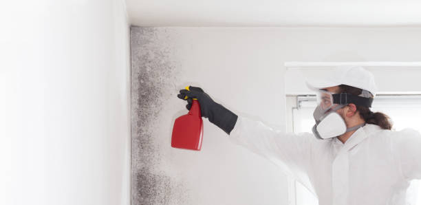 Best DIY Mold Remediation Support Services in Fairfax Station, VA