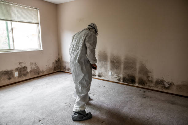 Best Localized Mold Remediation (e.g., coastal areas, humid climates) in Fairfax Station, VA
