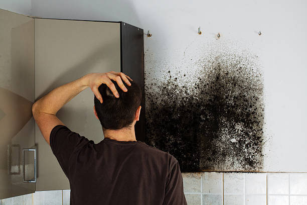 Best White Mold Remediation in Fairfax Station, VA