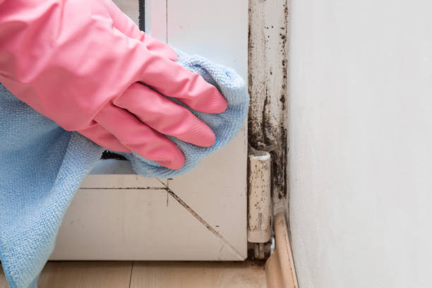Best Localized Mold Remediation (e.g., coastal areas, humid climates) in Fairfax Station, VA