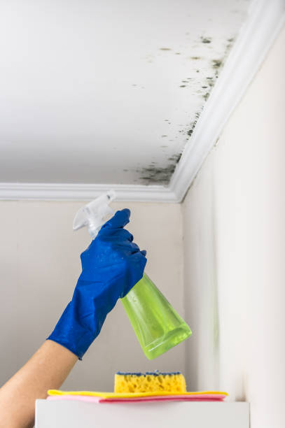 Best Black Mold Remediation in Fairfax Station, VA